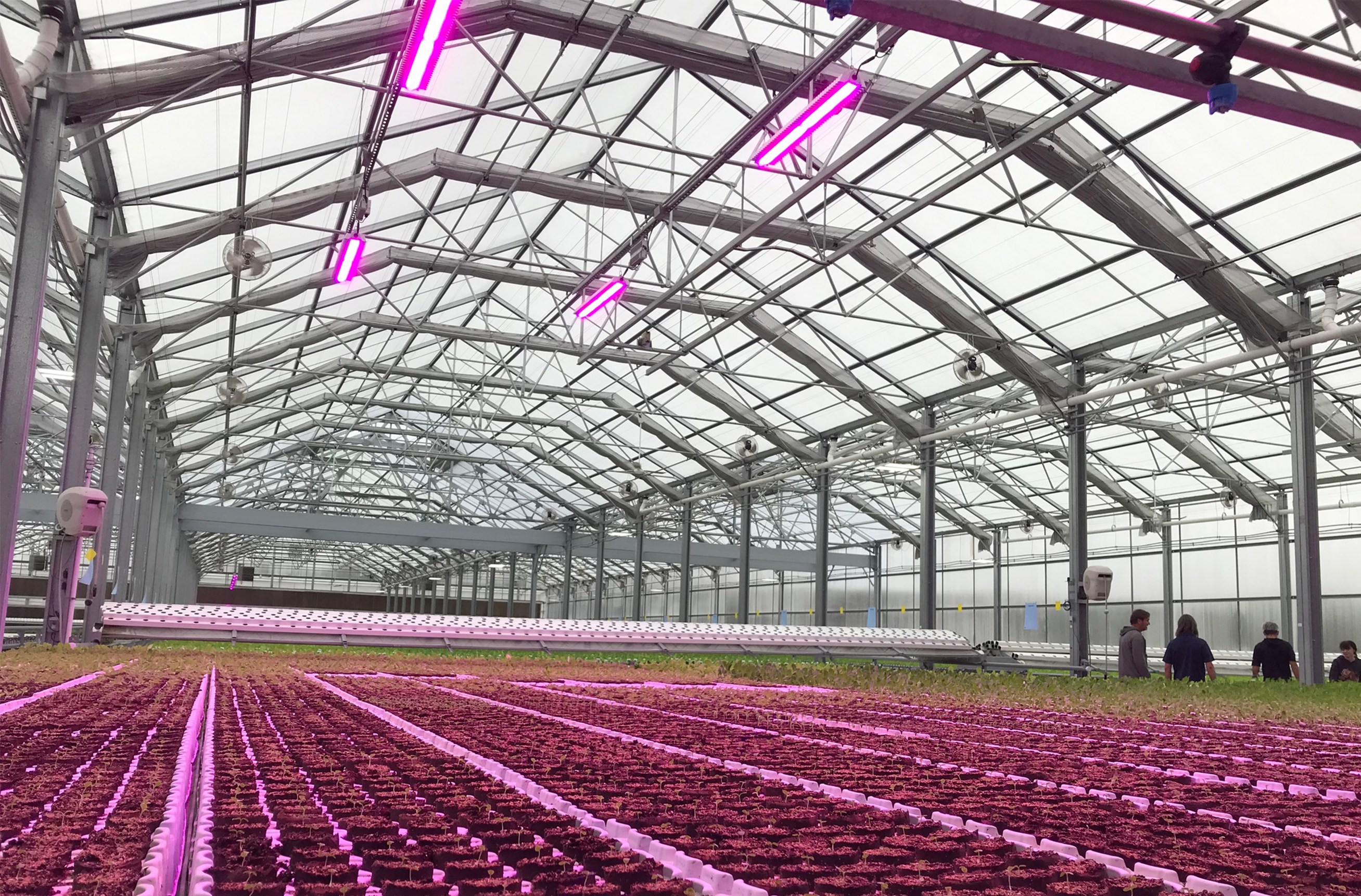 Commercial-Greenhouse