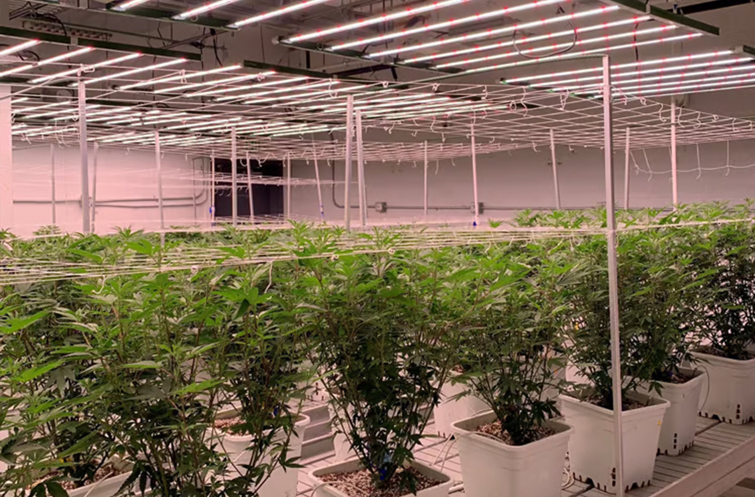 Indoor-Cultivation